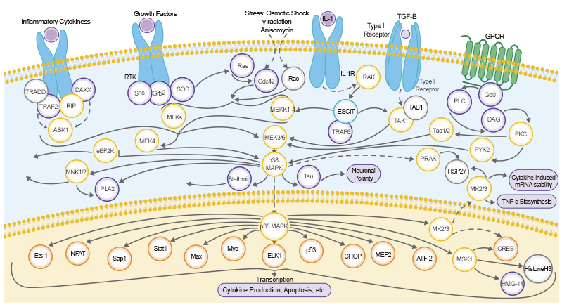 Exploring The P38 Mapk Signaling Pathway